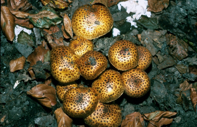 FungiWhiteleaf02-107.jpg